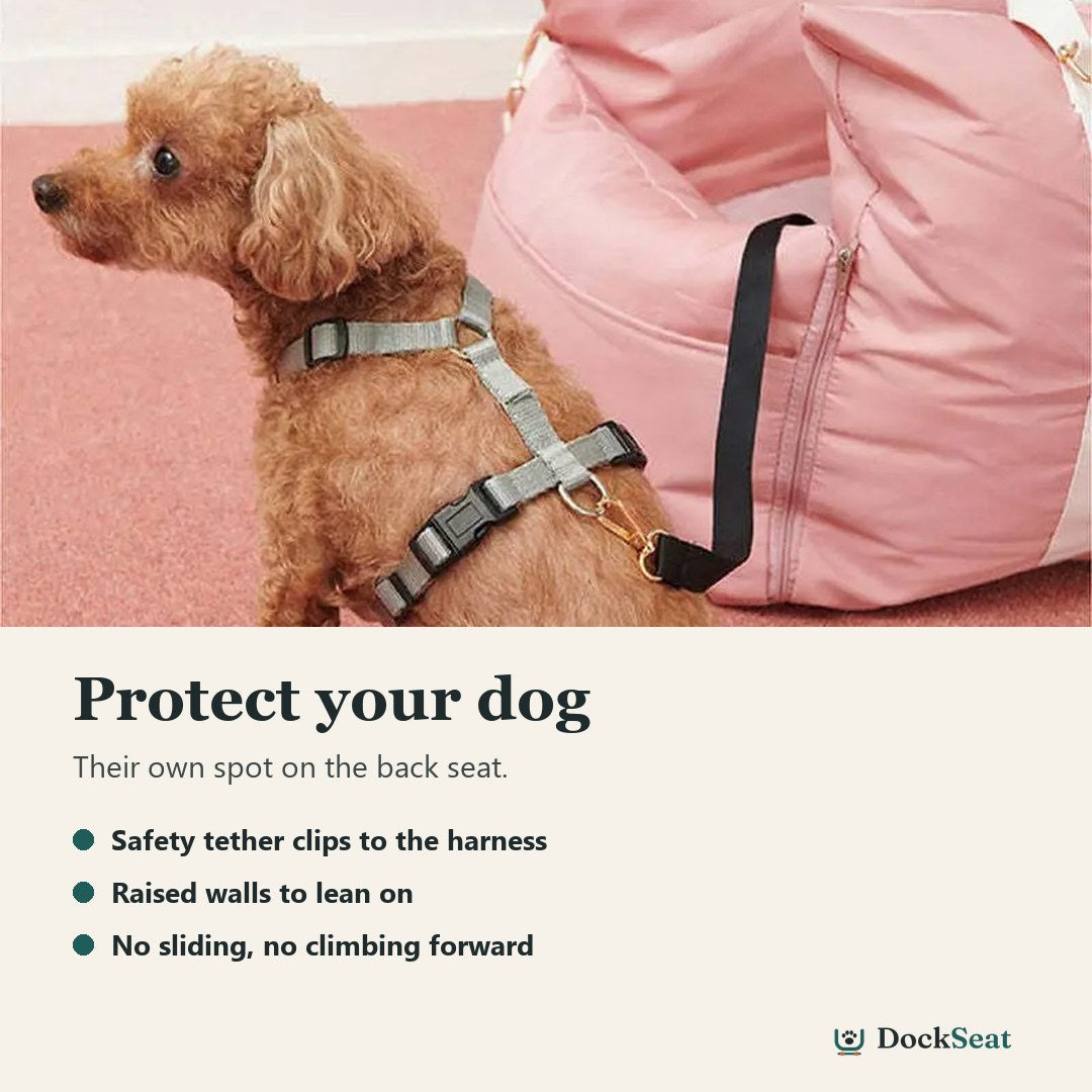Small dog wearing a harness clipped to the DockSeat safety tether