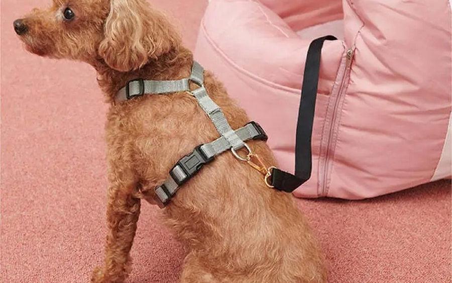 DockSeat tether clipped to the back ring of a dog harness