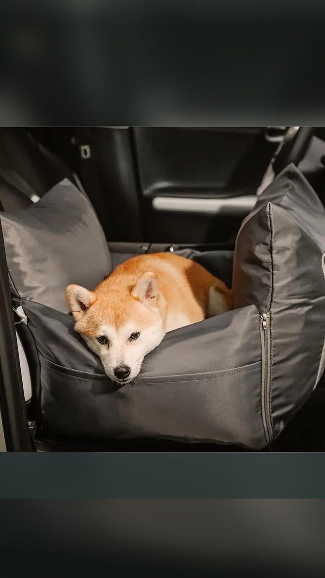 Dogs riding calmly in DockSeat dog car seats on the back seat